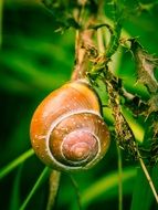 snail in the garden on a tree