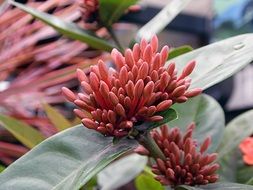 unusual plant in the garden close-up