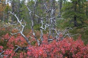 red bushes near a dry tree