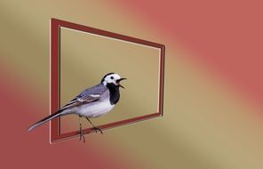 white wagtail bird drawing