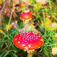 red toxic mushrooms on a meadow on a blurred background