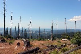 Deforestation and beautiful landscape with the plants