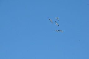 landscape of seagull's flight on a clean blue sky