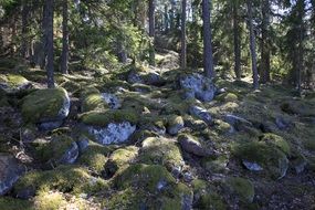 stones in moss in the forest