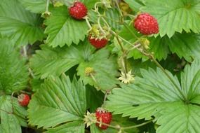 strawberries with green leaves in forest