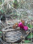 Roses in a basket