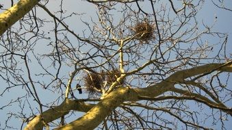 branches of a bare tree against the sky