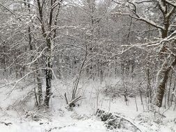 snowy forest in the Netherlands