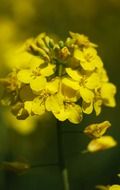 yellow color of canola close up