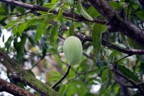 mango green fruits