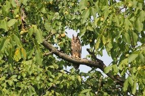 Picture of the owl on a tree