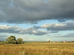 golden rural field in Russia