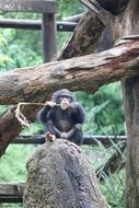 cute chimpanzee in a zoo