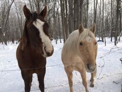 white and brown horses stand in the snow