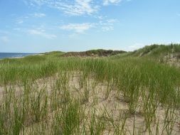 Grass on a sand dune