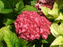 Natural Pink flower garden