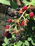 Blackberries on a branch among green leaves