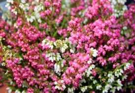 pink heather on the balcony