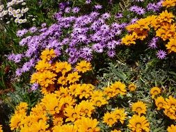 Bushes of yellow and purple flowers in a clearing