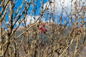 dry barberry shrub with fruits on a blurred background