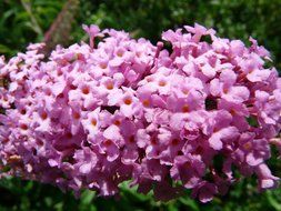 extraordinarily beautiful lilac buddleja flower