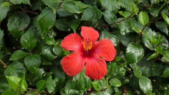 red hibiscus flower in spring