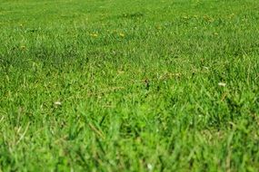 green grass lawn