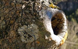 large hollow in a tree close up