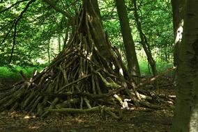 tree hut in the forest