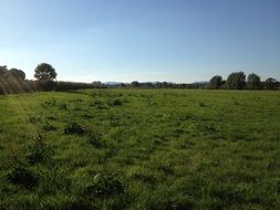 meadow green grass landscape