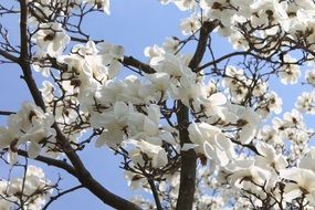 white magnolia blossoms