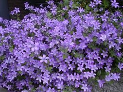 small purple mountain flowers