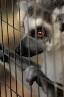 exotic animal in a cage close-up on blurred background
