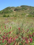 vegetation on the hill