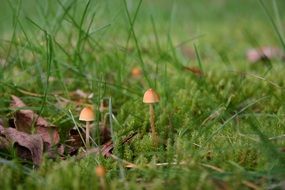 small mushrooms among green grass