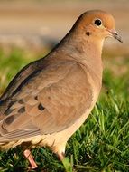 extraordinary beauty mourning dove