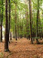 pine and beech trees in the forest