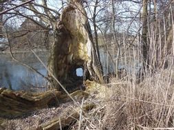 old tree stump