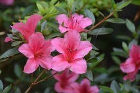 pink orchid in the garden