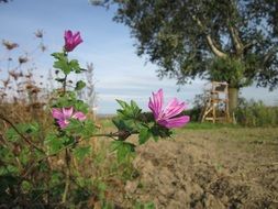 flowering malva sylvestris in nature