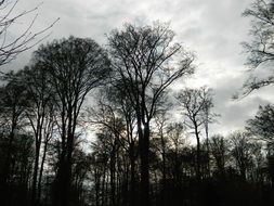 trees in the forest during a thunderstorm