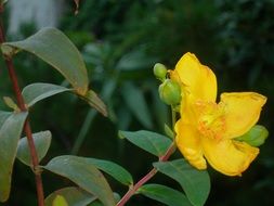 st john s wort flowers yellow buds