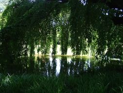 pond among thick trees
