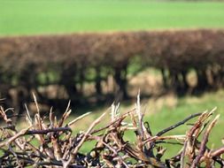 Landscape of hedge on a pasture