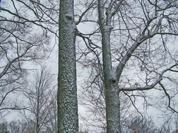 two trees in a snowy forest