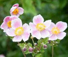 pink anemone flowers at green background