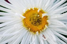 flower macro yellow