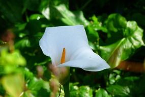 beautiful white calla flower