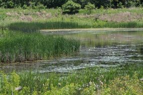 green pond in summer