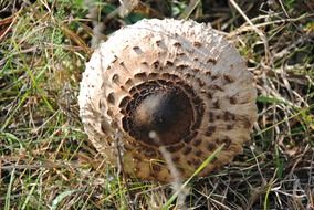 little mushroom on the ground